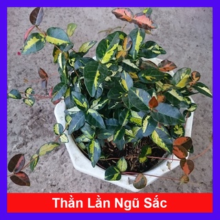 Cây Thằn Lằn Ngũ Sắc (giống mới) - cây cảnh sân vườn