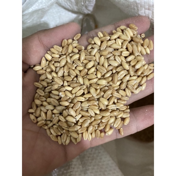 1kg Lúa Mì Vàng