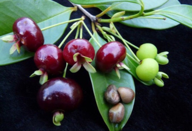 Cây cherry brazil