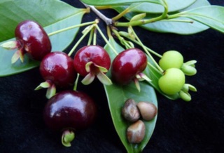 Cây cherry brazil