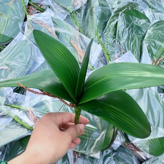 Cụm lá lan