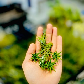 Không khí thạch thảo mini - mua 5 tặng 1
