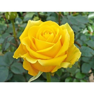 Gốc hồng ngoại [ Màu vàng]