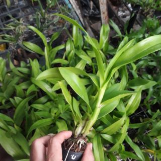 9 loại denro nắng