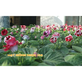 Hạt Giống Hoa Tử La Lan - 5 Hạt