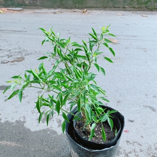 Bụi Ớt Hiểm Trái Lớn