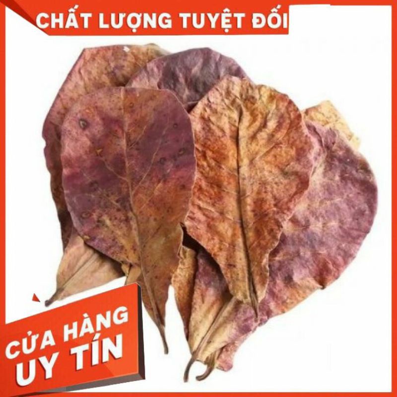  LÁ BÀNG KHÔ, THẦN DƯỢC CÁ CẢNH
