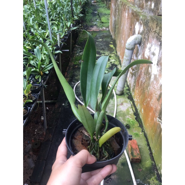 Hoa Lan Cattleya Cây trưởng thành - mặt hoa như hình