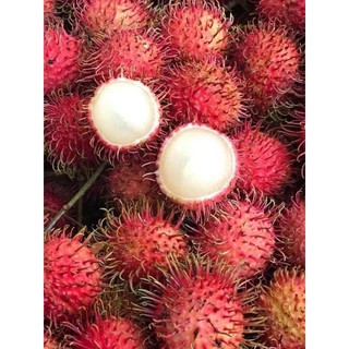 Cây giống chôm chôm