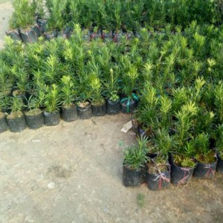 Vạn Niên Tùng 🌲FREESHIP🌲 Tùng La Hán - Cây Giống Đẹp [ Cao 10 - 20 cm ]