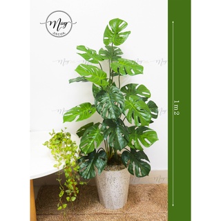 Cây giả, trầu bà lá xẻ dày giả cao cấp 70cm,1m2