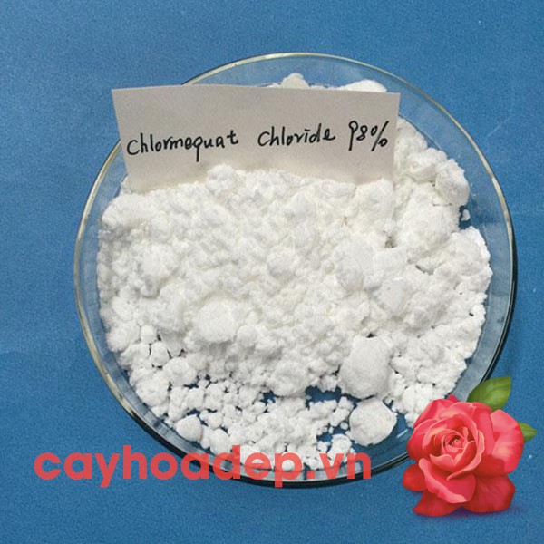 Chlormequat clorua, Cycocel CCC 98%  gói 100g