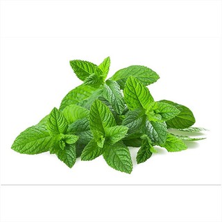 100H - HẠT GIỐNG BẠC HÀ ÂU PEPERMINT