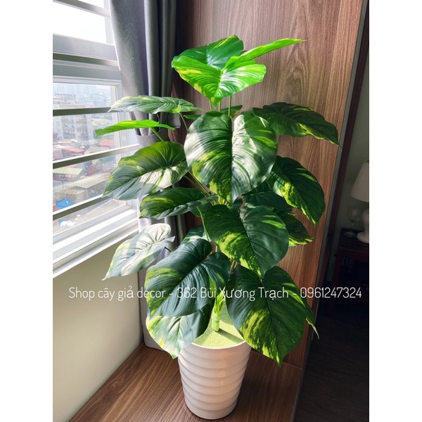 MẪU MỚI BÁN LỖ LẤY ĐÁNH GIÁ - cây giả - trầu bà 1m - 24 lá trang trí nhà,spa,nhà hàng,khách sạn...