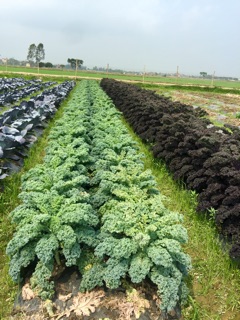 Cải xoăn Kale tím Bejo Hà Lan
