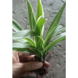 Cỏ lan chi ( cây dây nhện)