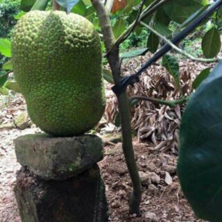 Cây giống mít không hạt