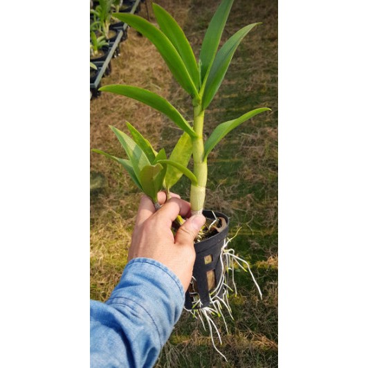 Cây Lan Dendro Nắng Thơm Bà Liễu - Cây to sắp hoa - giao cây to như hình