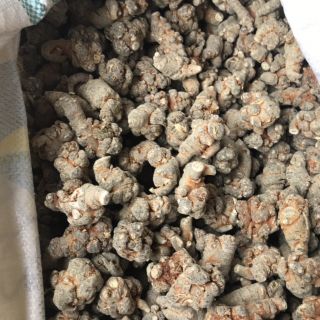 500gr Tam thất bắc (simacai lào cai )