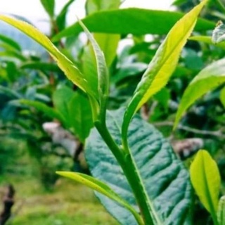 500 gram Chè Shan Tuyết Suối Giàng