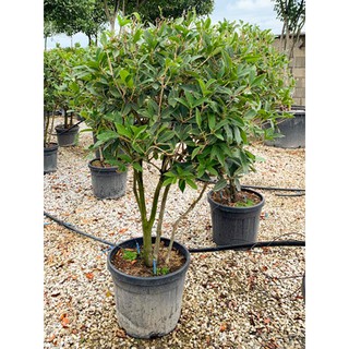 Cây giống mộc hương chuẩn