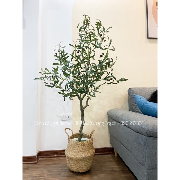 cây oliu giả cao m3 tặng chậu và giỏ cói