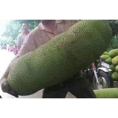 Cây Giống mít trái dài Malaysia