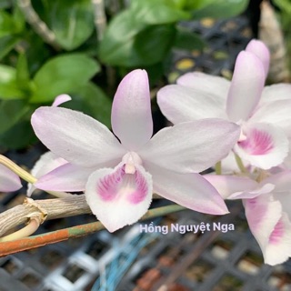 Hoa lan giả hạc, phi điệp hồng nguyệt nga TL167