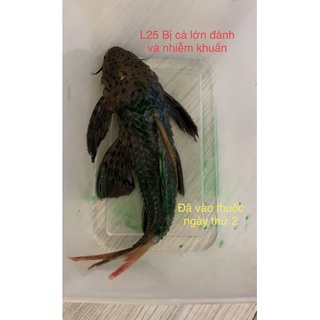 THUỐC ĐẶC TRỊ NẤM CHO PLECO