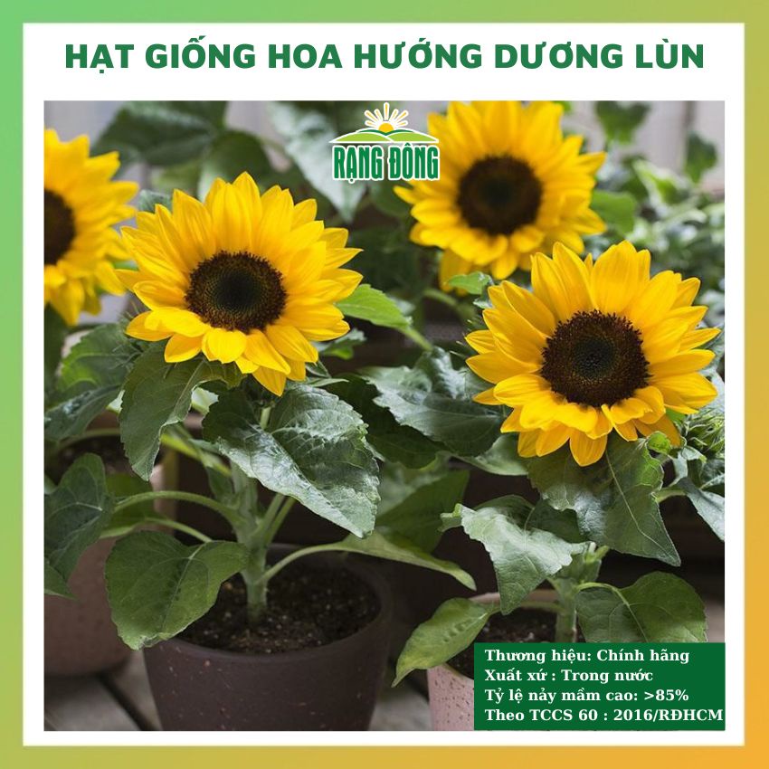 Hạt giống hoa hướng dương lùn đẹp dễ trồng chăm sóc tỉ lệ nảy mầm cao 10 hạt RADO 0859
