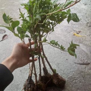 Giấy Thái leo tường