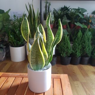 Cây Lưỡi Hổ kèm chậu sứ trắng
