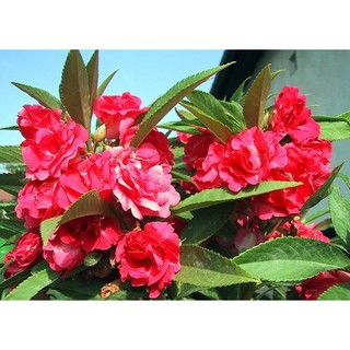 Hoa móng tay kép Mix – 50Hạt