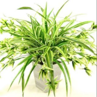 Cây lan nhện(1 khóm)