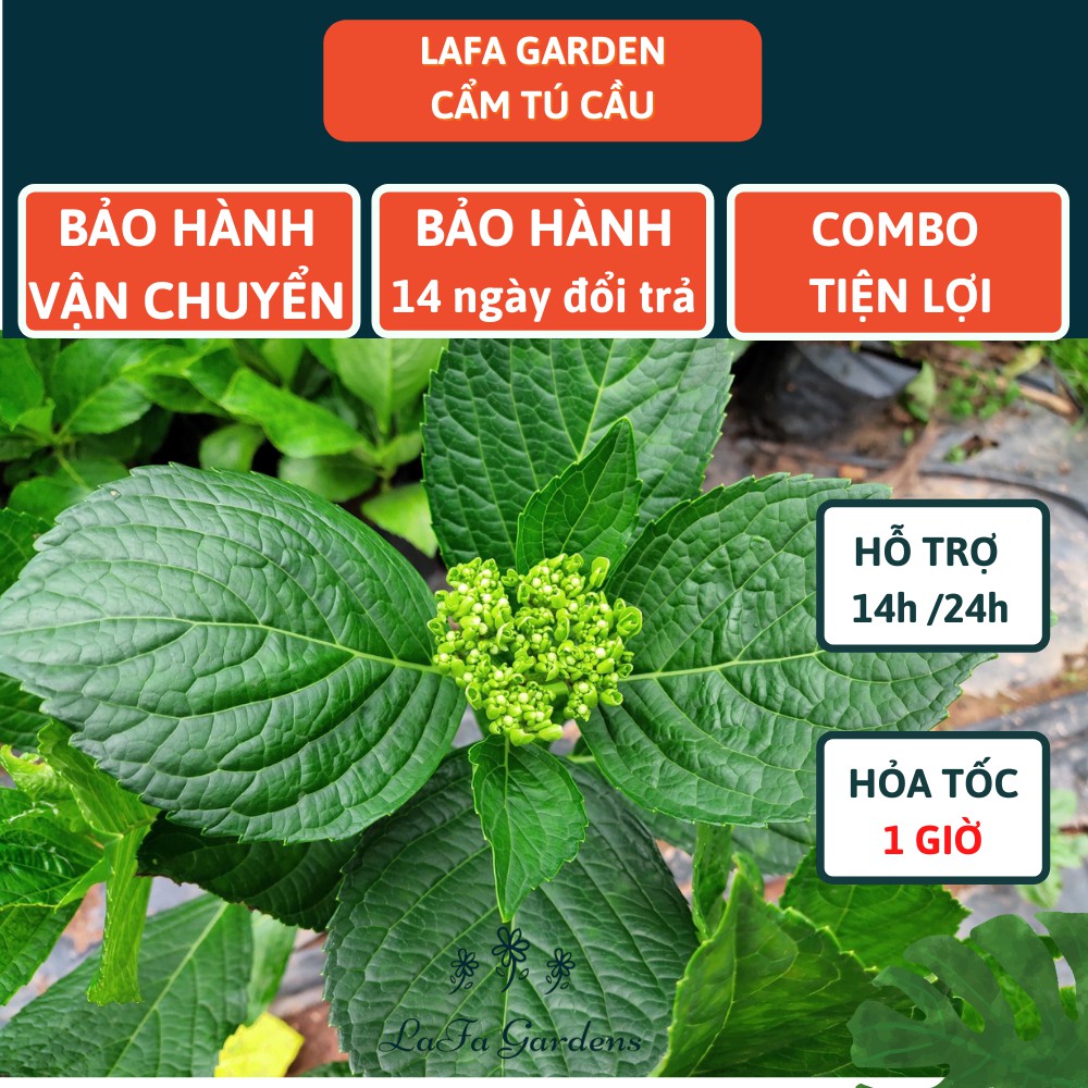 Cây cẩm tú cầu Nhật, kích thước ( 35-50cm) có bầu đất khỏe mạnh, giống chịu nhiệt ra hoa đẹp, sản xuất Lafa Garden