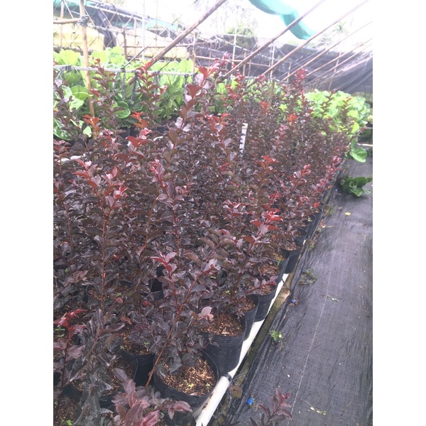 Combo 2 Cây tường vi huyết long