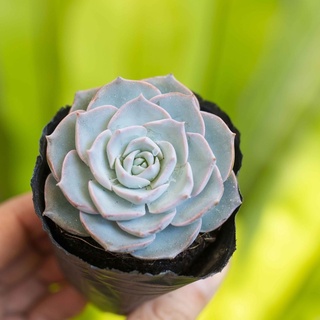 Sen đá hồng phấn 5-7cm - Vườn sen đá