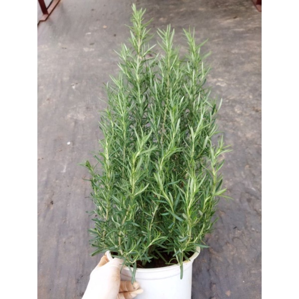 Chậu mềm hương thảo- Rosemary