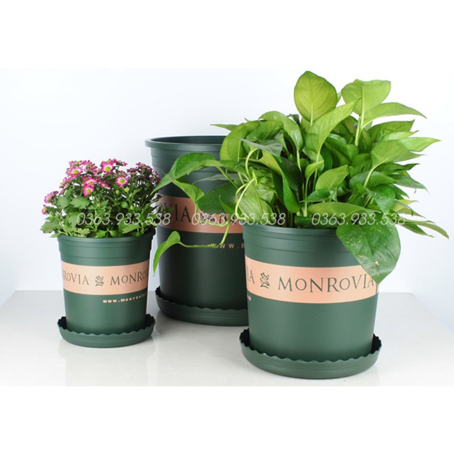 CHẬU NHỰA MONROVIA SỐ 1  - CHẬU NHỰA TRỒNG CÂY