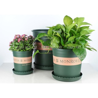 Chậu Monrovia 1GL