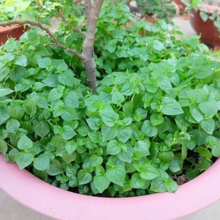 Hạt Giống Rau Càng Cua ( 0,5gr = 2000 hạt )