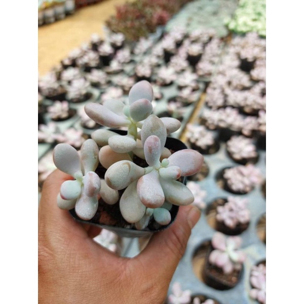 Sen đá sỏi hồng một chậu 3-4 cây