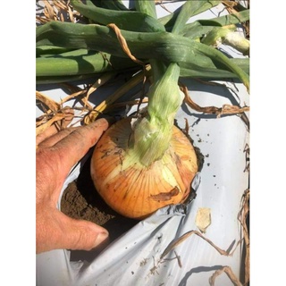 Hạt giống hành tây F1