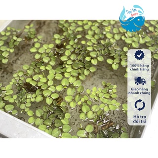 Cây thuỷ sinh Bèo tổ ong