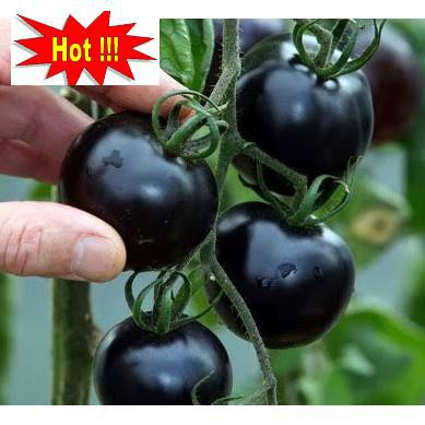 Hạt giống Cà chua đen F1 (10 hạt)