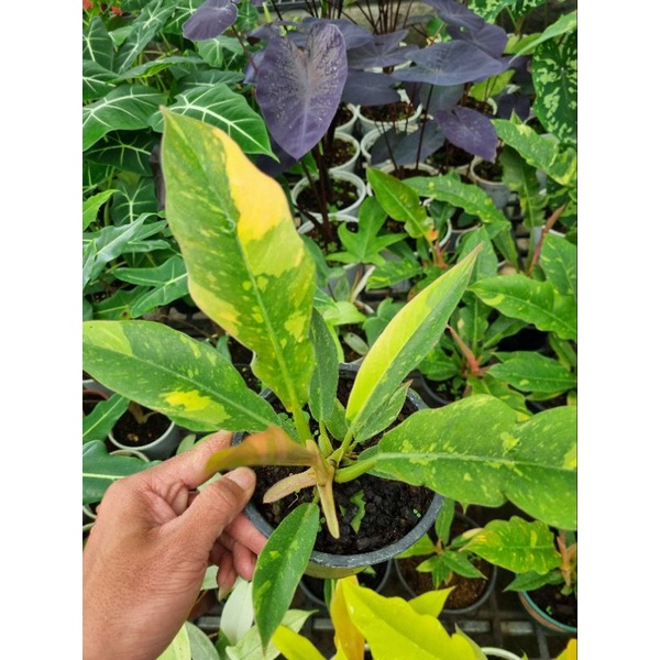 Philodendron ring of fire - cung đàng var