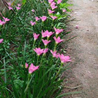 10 củ hoa huệ mưa