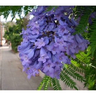 Hạt giống hoa Phượng tím - Gói lớn nhiều hạt - Tặng gói kích nảy mầm