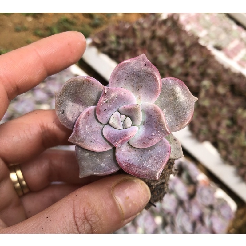Sen đá hồng mập Đà Lạt, size bầu lỗi hỏng 1 đổi 1