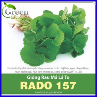 Hạt giống rau má lá to